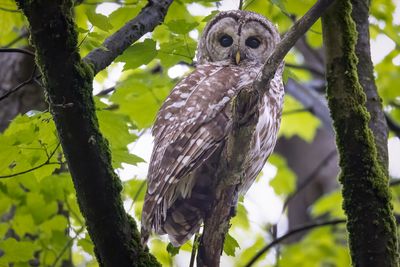 Barred Owl