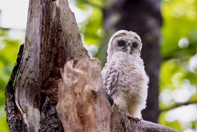 Barred owlet