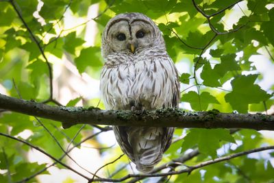 Barred owl