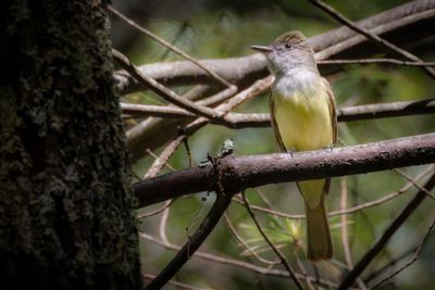 Great Crested Flycatcher