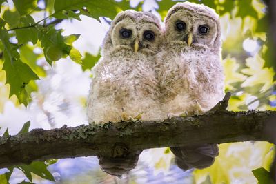 Barred owlets