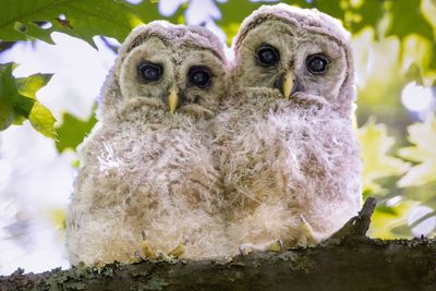 Barred owlets