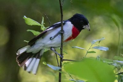 Rose breasted grosbeak