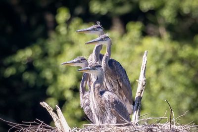  Great blue herons