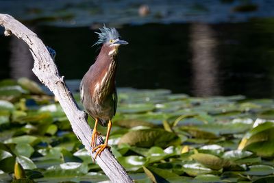 Green heron