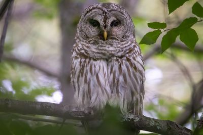 Barred owl