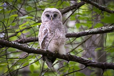 Barred owlet