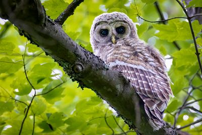 Barred owl