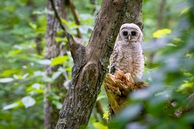 Barred owl