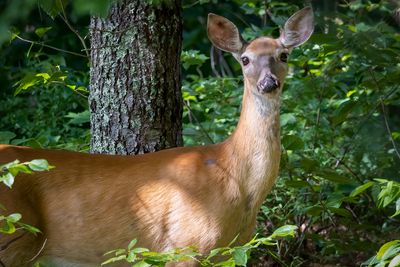 White-tailed deer