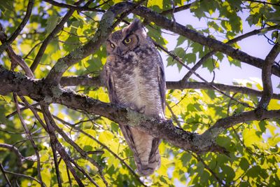 Great Horned Owl