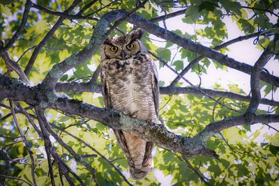 Great Horned Owl