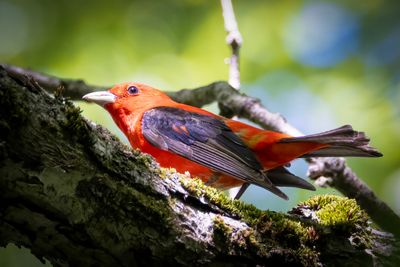 Scarlet Tanager