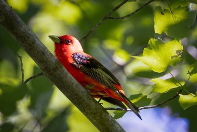 Scarlet Tanager