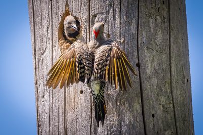 Northern Flickers