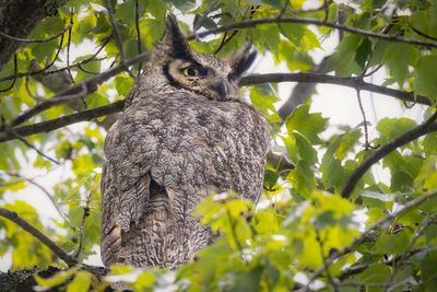 Great-horned owl