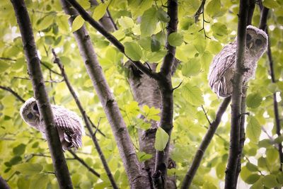 Barred Owlets