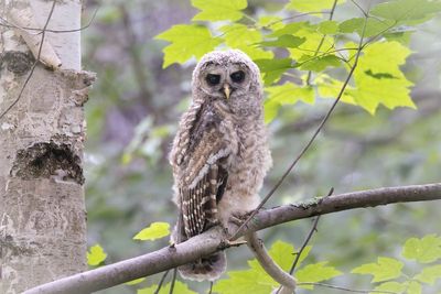 Barred Owlet