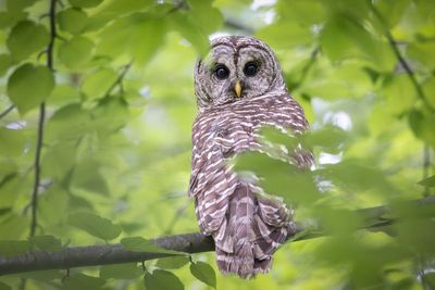 Barred Owl