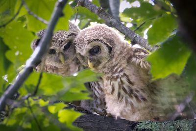 Juvenile barred owls