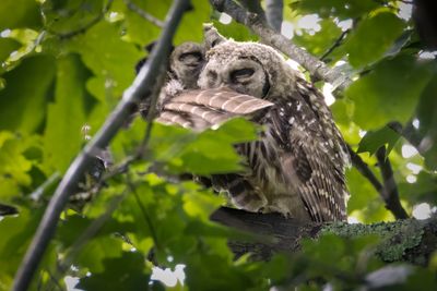 Juvenile barred owls