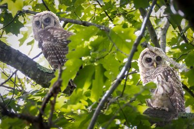 juvenile barred owls