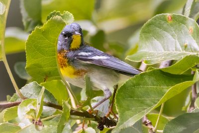 Northern Parula