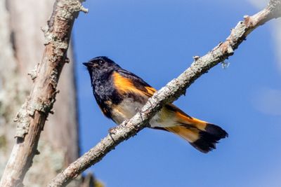 American Redstart