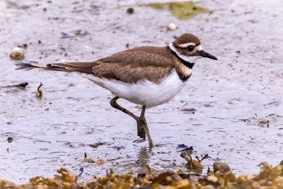 Killdeer