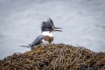 Belted kingfisher