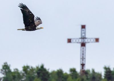 Bald Eagle