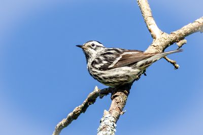 Black and white warbler