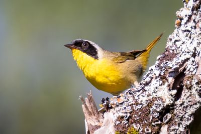 Common yellowthroat