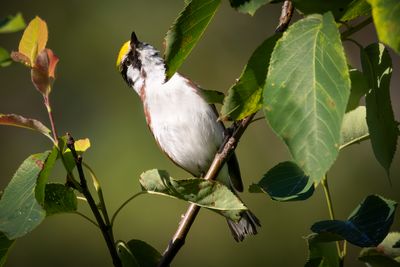 Chestnut sided warbler