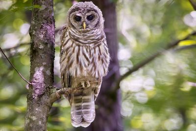 Juvenile barred owl