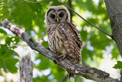 Juvenile barred owl