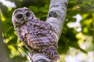 Juvenile barred owl