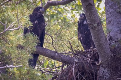 Bald Eaglets