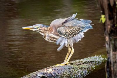 Juvenile green heron