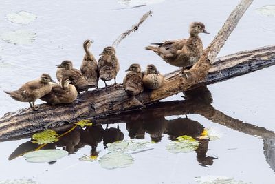 Wood ducks