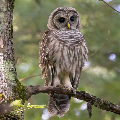 Juvenile barred owl