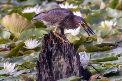 Green heron