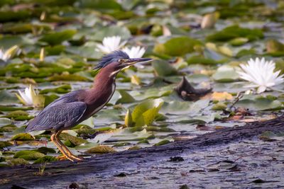 Green heron