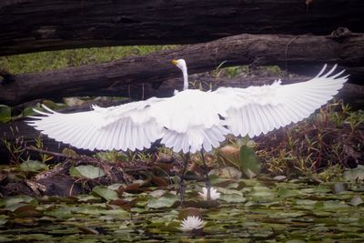 Great egret