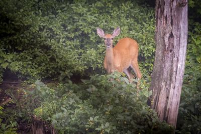 White tailed deer