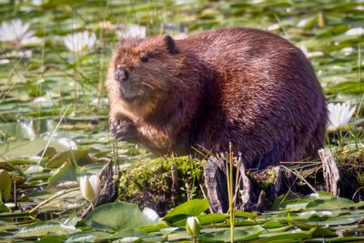 Beaver