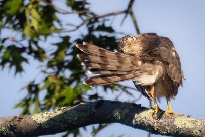 Coopers hawk