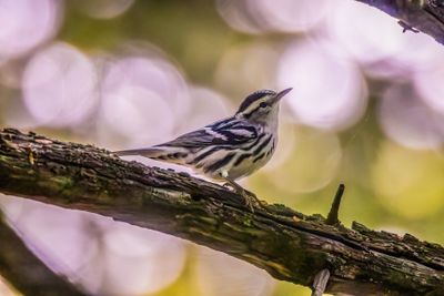 Black and white warbler