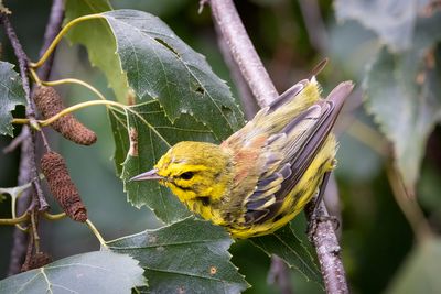 Prairie warbler