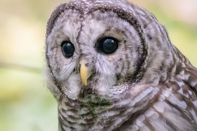 Barred owl